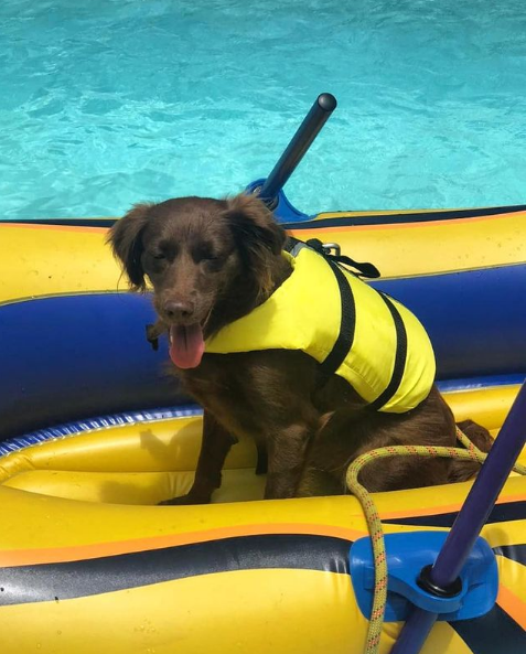Cachorro usando colete salva-vidas amarelo dentro de caiaque