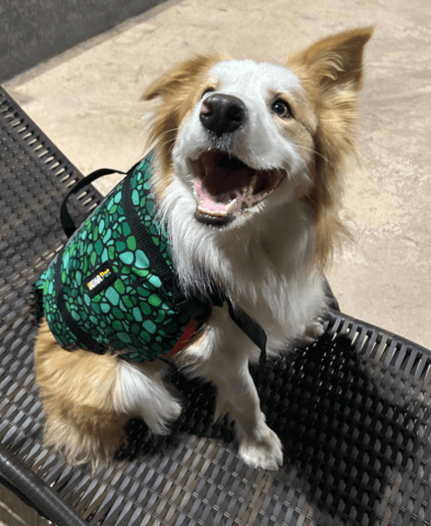 Cachorro usando colete Pet Fantasia Crocodino verde