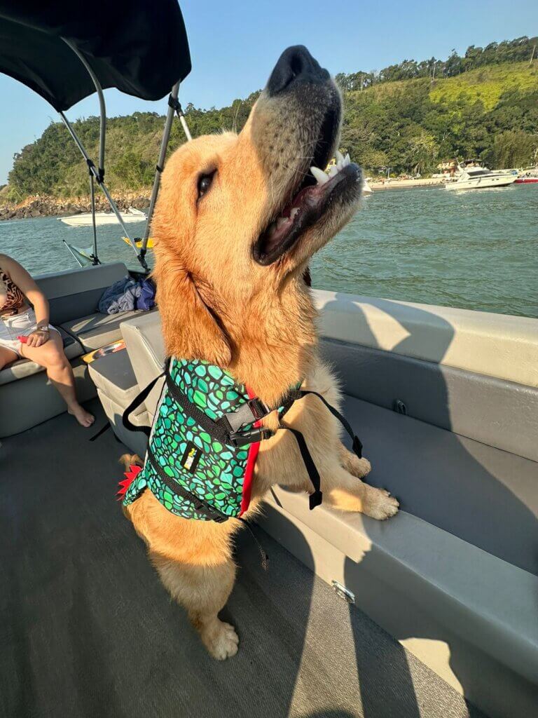 Cachorro em embarcação usando colete Pet Fantasia Crocodino
