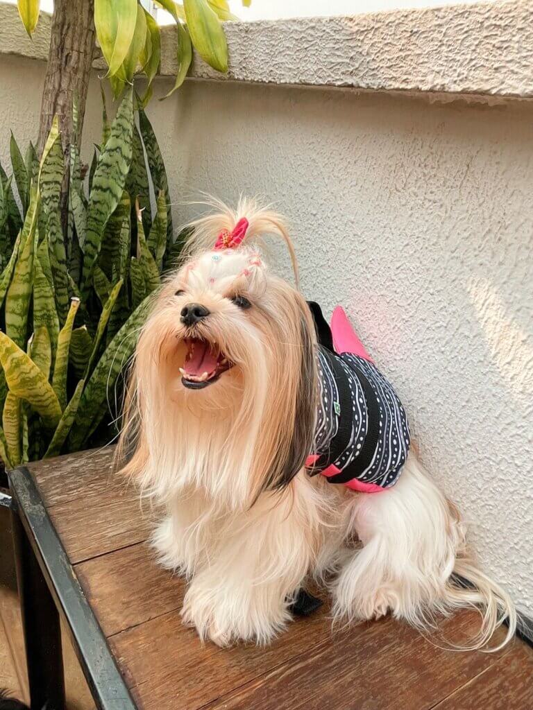 Cachorro de pequeno porte usando colete Pet Fantasia Tubaleia rosa