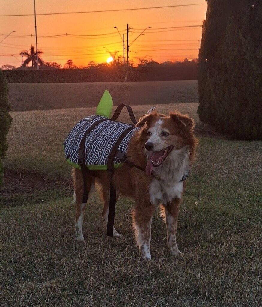 Cachorro usando colete Pet Fantasia Tubaleia ao pôr do sol