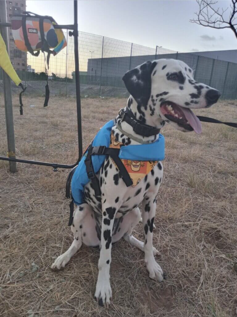 Cachorro usando colete salva-vidas para pets durante o Rolê dos Pets