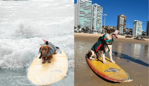 Cães participando de atividades no mar durante o Cão na Onda 2025